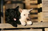 SCOTTISH TERRIER 182